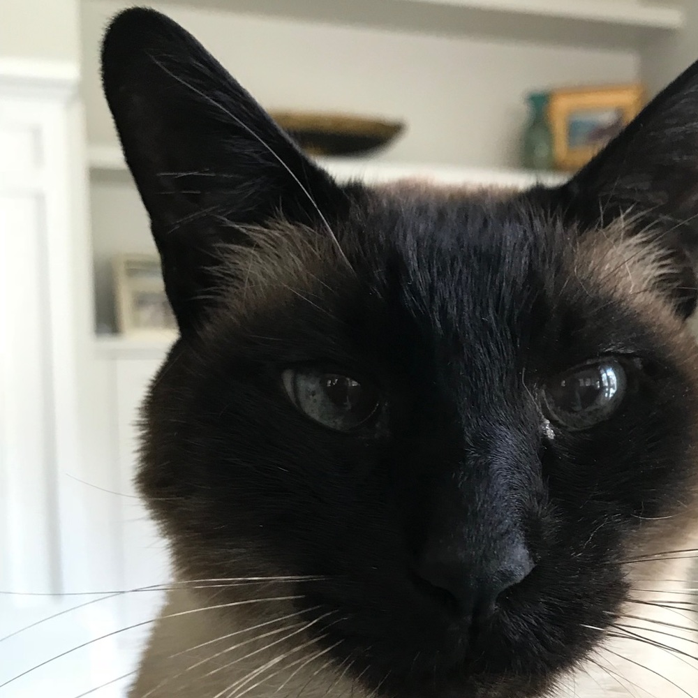 Meet your Posher, Sam